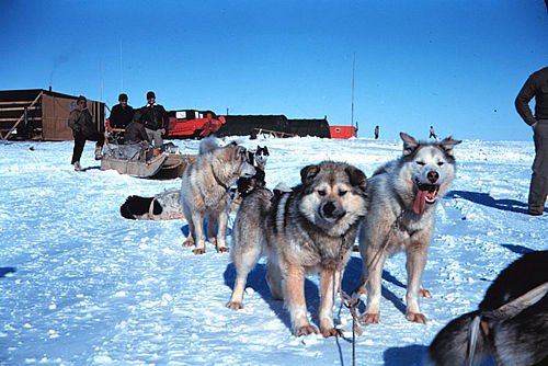 sled dogs in Alaska, 1949, picture courtesy NOAA