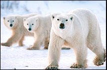Classic Polar Bear Expeditio