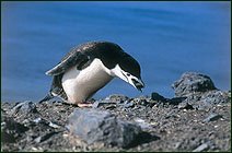 Antarctic Cruise - Across the Circle with Diving Optio