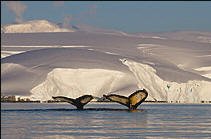 Antarctica Express Air-Cruis