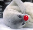 I hope Santa picks me this year!