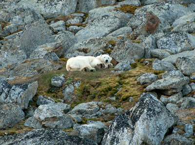 Polar Bear - Svalbard - 5