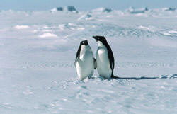 Penguins - an example of small vertical animals