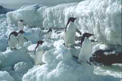 Adelie_penguin_4_WEB.jpg