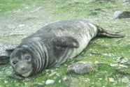 weaned elephant seal pup