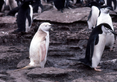 Chinstrap penguin -  penguin 11