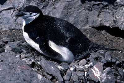 Chinstrap penguin -  penguin 12