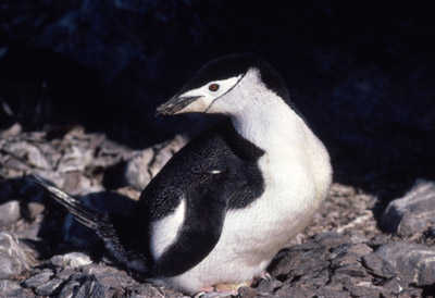 Chinstrap penguin -  penguin 13