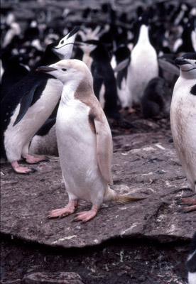 Chinstrap penguin -  penguin 2