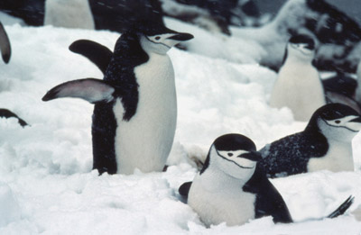 Chinstrap penguin -  penguin 3