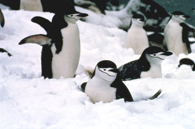 Chinstrap penguin -  penguin 4