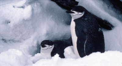 Chinstrap penguin -  penguin 7