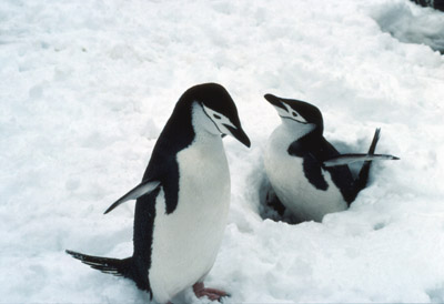 Chinstrap penguin -  penguin 8
