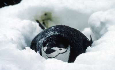 Chinstrap penguin -  penguin 9