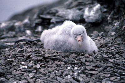 Giant Petrel -  chick 2