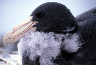 Giant Petrel -  chick 3
