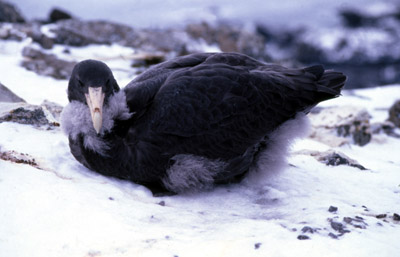 Giant Petrel -  chick 4