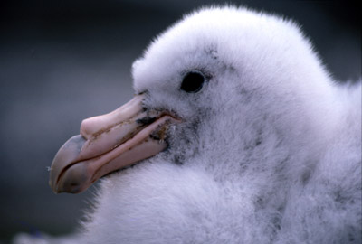 Giant Petrel -  chick 5