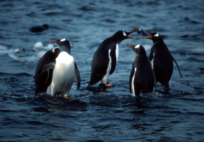 Gentoo penguin -  group 5