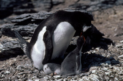Gentoo penguin -  parent chick  11