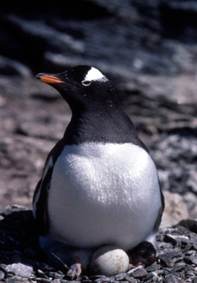 Gentoo penguin -  parent chick  22