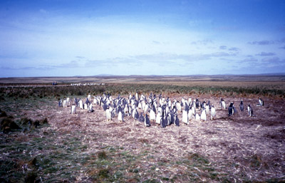 Penguins 2