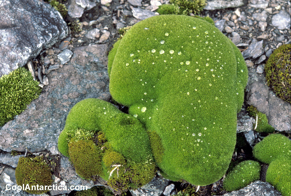 Thumbnails Lichen Free Use Pictures Of Antarctica