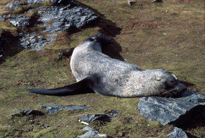 Fur Seal Solo 33