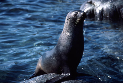Fur Seal Solo 36