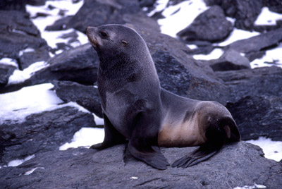 Fur Seal Solo 4