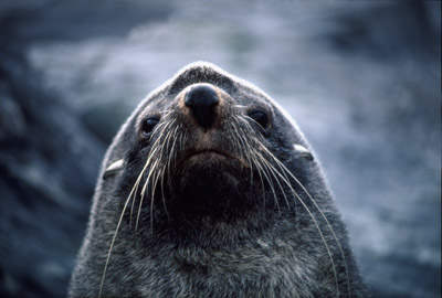 Fur Seal Solo 5