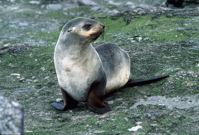 Fur Seal Solo 7