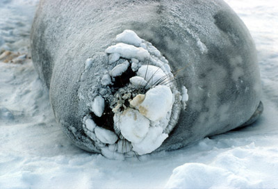 Weddell Seal Adult 1