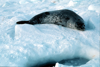Weddell Seal Adult 5