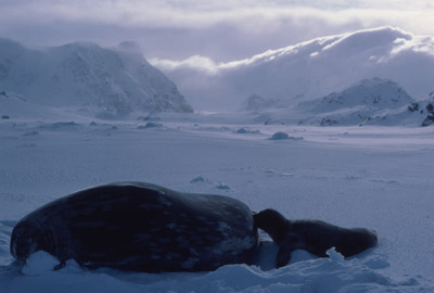 Weddell Seal Mother pup 19
