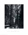 Ansel Adams - Redwoods, Founders Grove