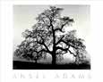 Ansel Adams - Oak Tree-Sunset City, CA