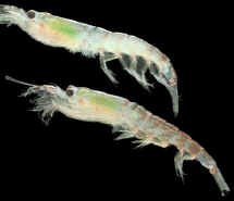 krill, Euphausia superba