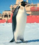 Rarely spotted giant emperor penguin approaches supply ship - photo courtesy NOAA