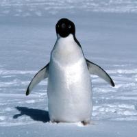 Penguin - Lone Adelie with background