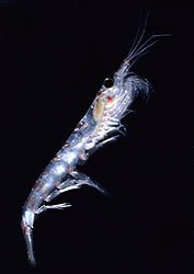 Antarctic krill