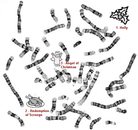 Santa's chromosomes