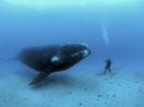 A diver has a close encounter wih a southern right whale Photographic Print by Brian J. Skerry