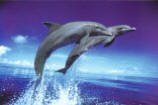 Dolphins - Leap Prints