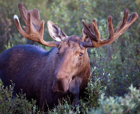 moose, elk