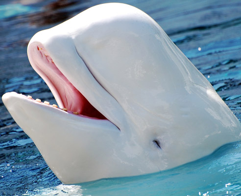 beluga whale