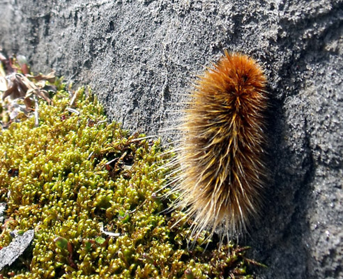 Arctic Woolly Bear Moth caterpillar