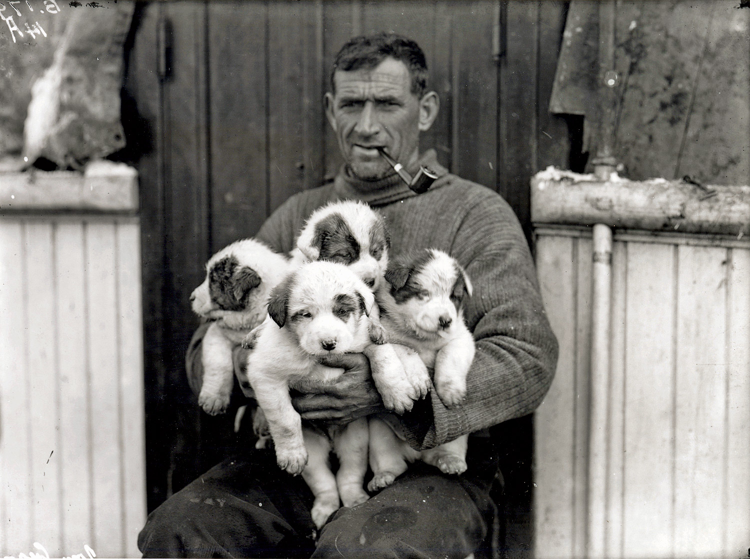 Tom-Crean-with-puppies