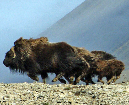 musk ox