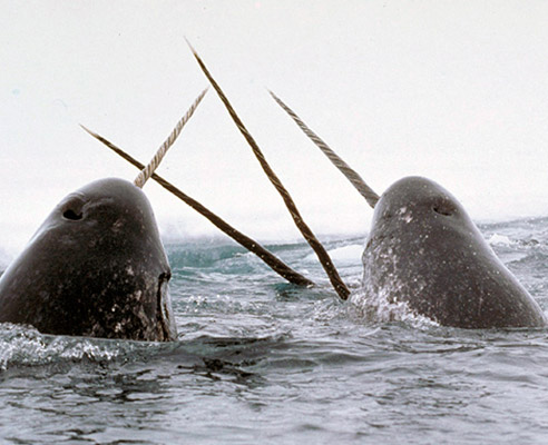 narwhal